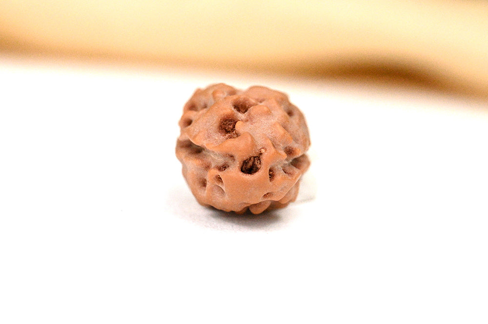 2 Mukhi Indonesian Rudraksha – Original Do Mukhi Bead for Love & Harmony
