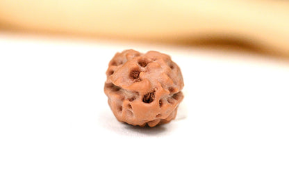 2 Mukhi Indonesian Rudraksha – Original Do Mukhi Bead for Love & Harmony