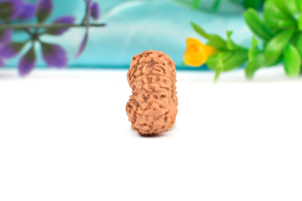 16 Mukhi Indonesian Rudraksha – Original Solah Mukhi Bead for Protection & Victory