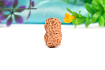 16 Mukhi Indonesian Rudraksha – Original Solah Mukhi Bead for Protection & Victory