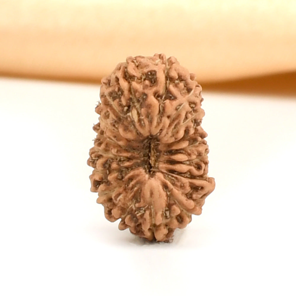 17 Mukhi Indonesian Rudraksha – Original Satrah Mukhi Bead for Abundance & Success