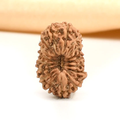 17 Mukhi Indonesian Rudraksha – Original Satrah Mukhi Bead for Abundance & Success