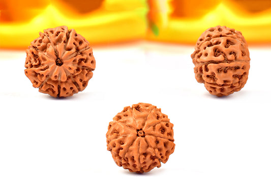 9 Mukhi Indonesian Rudraksha – Original Nau Mukhi Bead for Protection & Strength