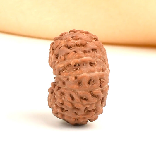 13 Mukhi Indonesian Rudraksha – Original Terah Mukhi Bead for Attraction & Success