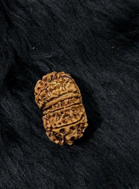 12 Mukhi Nepali Rudraksha – Original Barah Mukhi Bead for Power & Success
