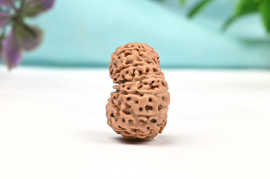 15 Mukhi Indonesian Rudraksha – Original Pandrah Mukhi Bead for Prosperity & Harmony