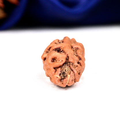 1 Mukhi Indonesia Rudraksha (Kaju Dana) – Original Ek Mukhi Bead