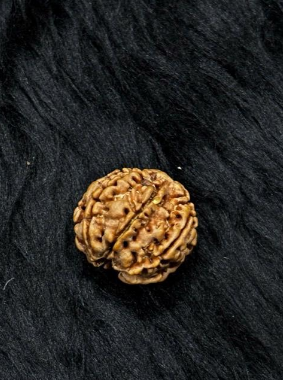 7 Mukhi Nepali Rudraksha – Original 7 Mukhi Bead for Wealth & Prosperity