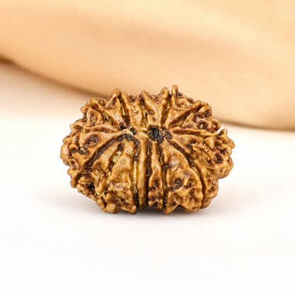 12 Mukhi Nepali Rudraksha 32mm – Original Barah Mukhi Bead for Power & Success