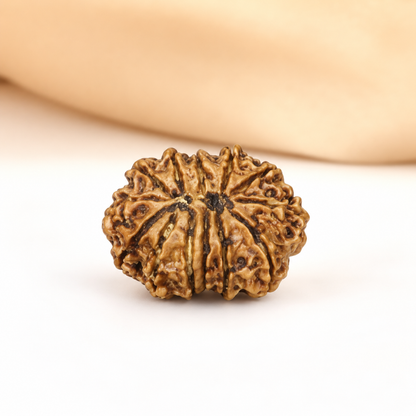 12 Mukhi Nepali Rudraksha 32mm – Original Barah Mukhi Bead for Power & Success