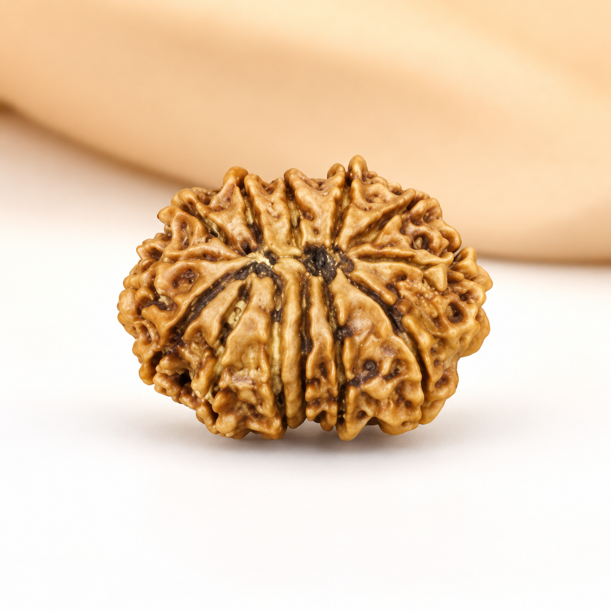 12 Mukhi Nepali Rudraksha 32mm – Original Barah Mukhi Bead for Power & Success