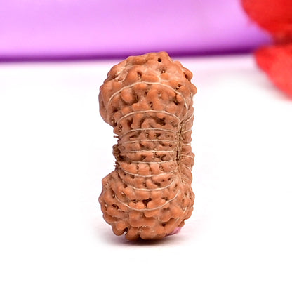 19 Mukhi Indonesian Rudraksha – Original Unnis Mukhi Bead for Prosperity & Success