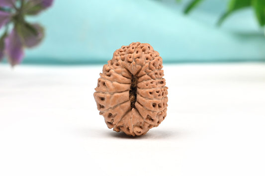 15 Mukhi Indonesian Rudraksha – Original Pandrah Mukhi Bead for Prosperity & Harmony