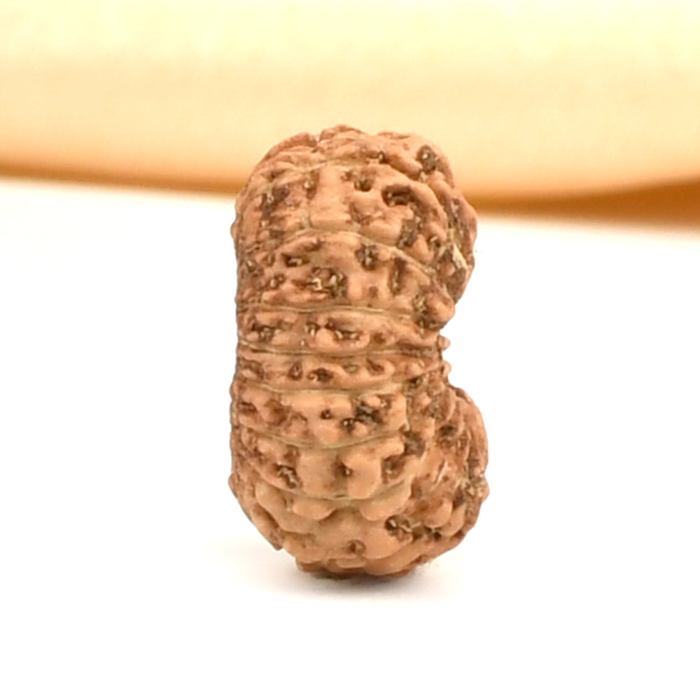 17 Mukhi Indonesian Rudraksha – Original Satrah Mukhi Bead for Abundance & Success