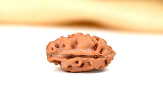 2 Mukhi Indonesian Rudraksha – Original Do Mukhi Bead for Love & Harmony