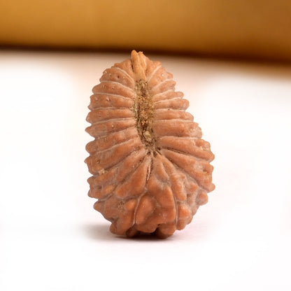21 Mukhi Indonesian Rudraksha – Original Ikkis Mukhi Bead for Abundance & Success