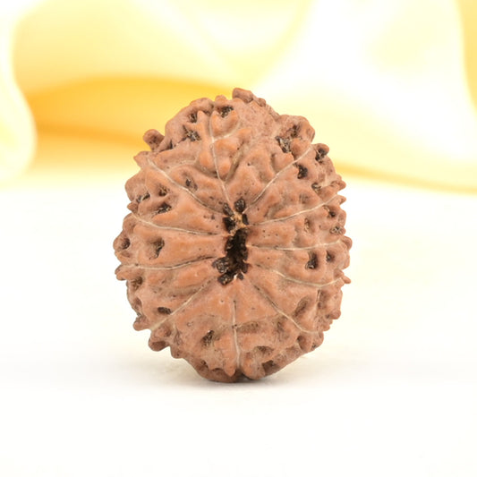 11 Mukhi Indonesian Rudraksha – Original Gyarah Mukhi Bead for Strength & Protection