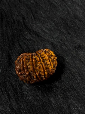 10 Mukhi Nepali Rudraksha – Original 10 Mukhi Bead for Protection, Peace & Stability
