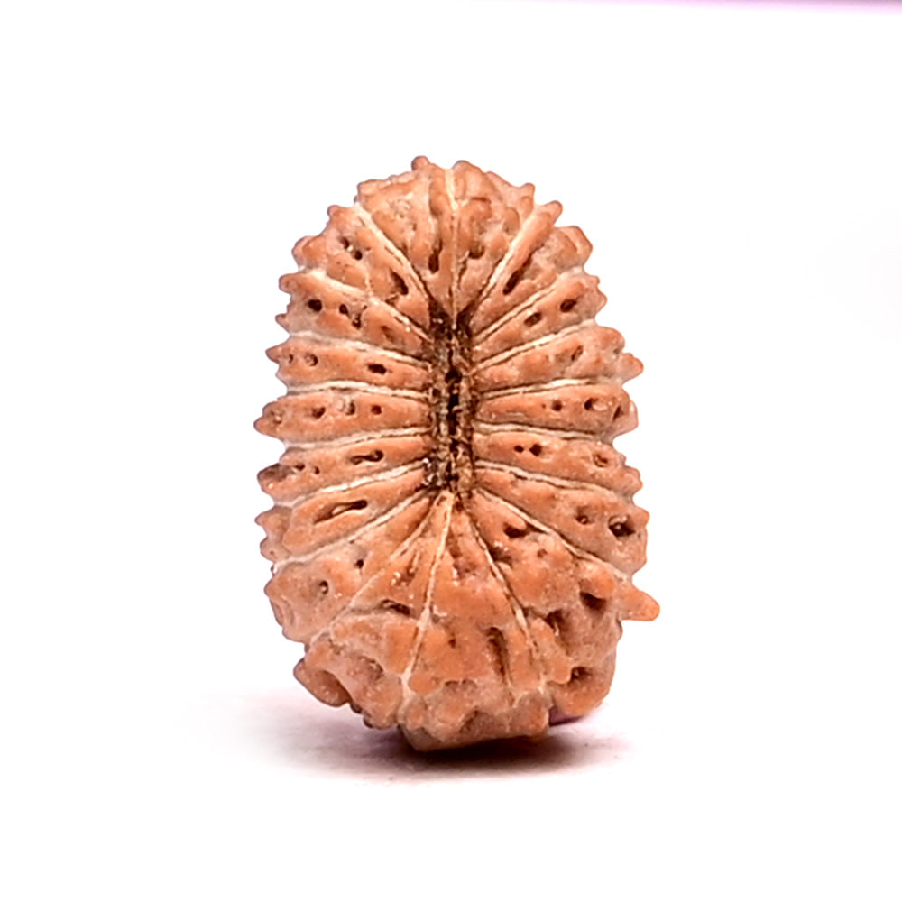 18 Mukhi Indonesian Rudraksha – Original Atharah Mukhi Bead for Stability & Abundance