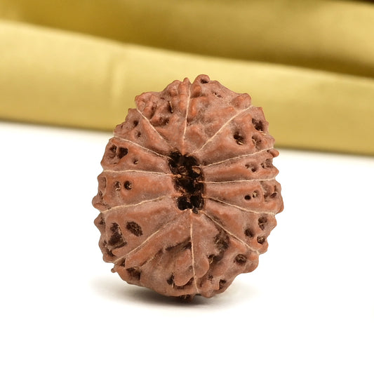 12 Mukhi Indonesian Rudraksha – Original Barah Mukhi Bead for Power & Confidence