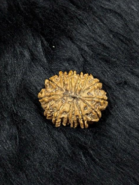 13 Mukhi Nepali Rudraksha – Original Terah Mukhi Bead for Attraction, Luxury & Charisma