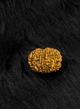 11 Mukhi Nepali Rudraksha – Original Gyarah Mukhi Bead for Strength & Courage