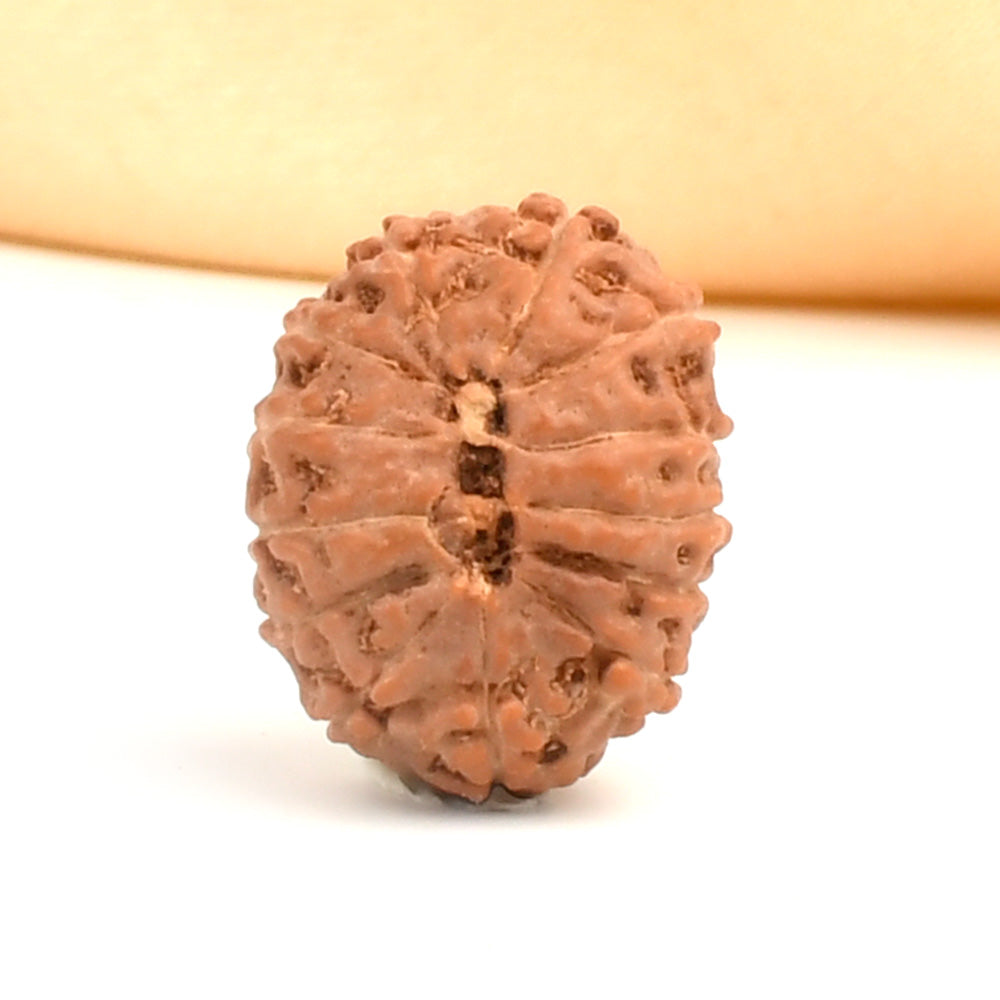 13 Mukhi Indonesian Rudraksha – Original Terah Mukhi Bead for Attraction & Success