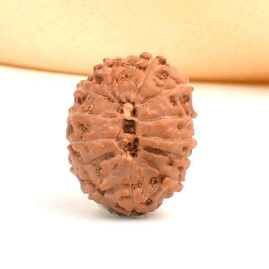 13 Mukhi Indonesian Rudraksha – Original Terah Mukhi Bead for Attraction & Success