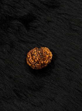 9 Mukhi Nepali Rudraksha – Original Nau Mukhi Bead for Protection & Power