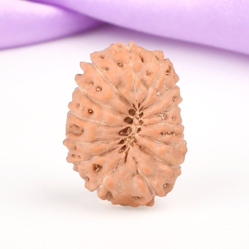 14 Mukhi Indonesian Rudraksha – Original Chaudah Mukhi Bead for Wisdom & Protection