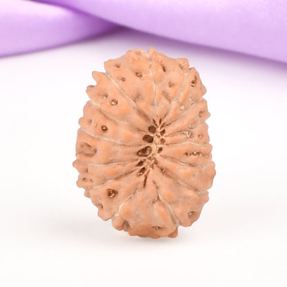 14 Mukhi Indonesian Rudraksha – Original Chaudah Mukhi Bead for Wisdom & Protection