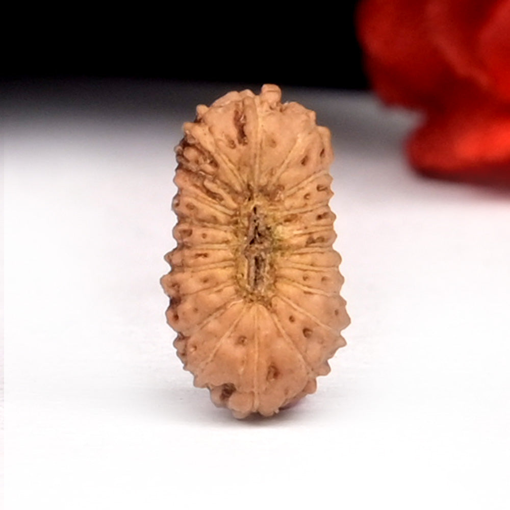 20 Mukhi Indonesian Rudraksha – Original Bees Mukhi Bead for Prosperity & Divine Energy