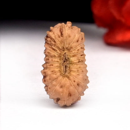 20 Mukhi Indonesian Rudraksha – Original Bees Mukhi Bead for Prosperity & Divine Energy