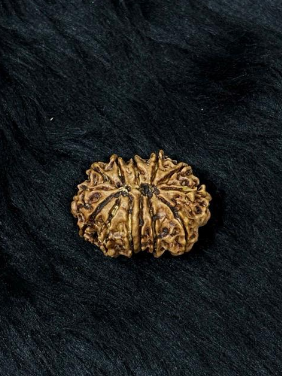 12 Mukhi Nepali Rudraksha – Original Barah Mukhi Bead for Power & Success
