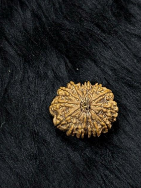 14 Mukhi Nepali Rudraksha – Original Chaudah Mukhi Bead for Protection, Wisdom & Intuition