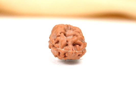 2 Mukhi Indonesian Rudraksha – Original Do Mukhi Bead for Love & Harmony