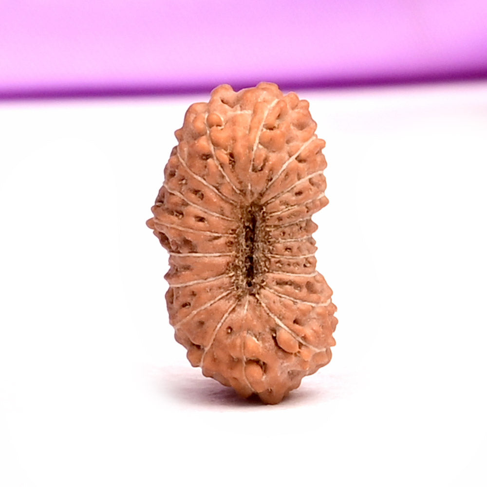 19 Mukhi Indonesian Rudraksha – Original Unnis Mukhi Bead for Prosperity & Success