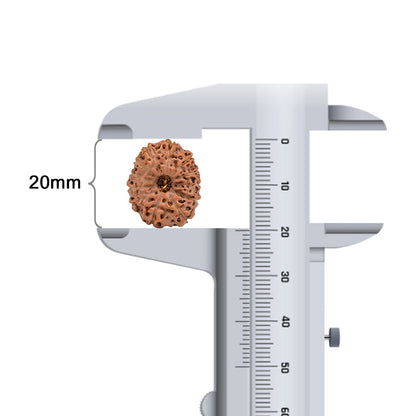 12 Mukhi Indonesian Rudraksha – Original Barah Mukhi Bead for Power & Confidence