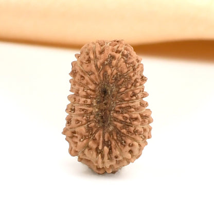 17 Mukhi Indonesian Rudraksha – Original Satrah Mukhi Bead for Abundance & Success