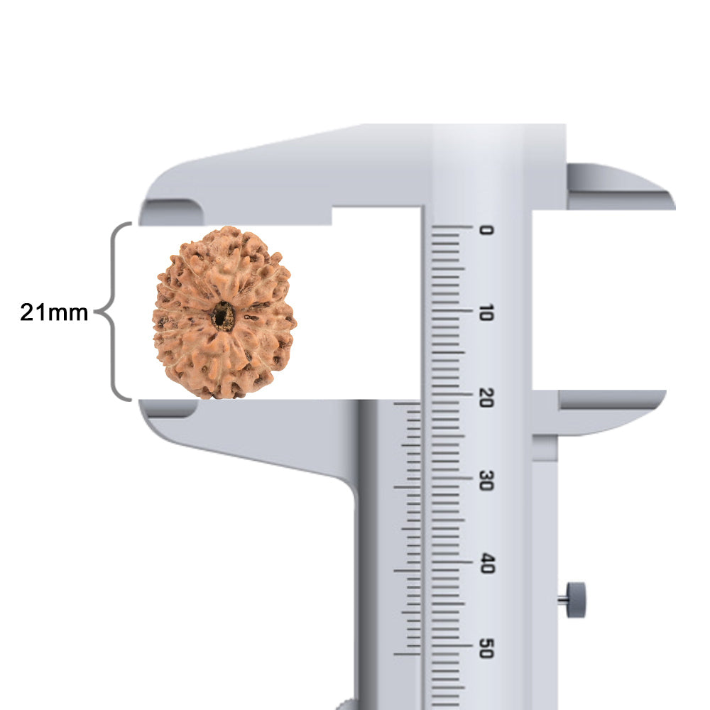 11 Mukhi Indonesian Rudraksha – Original Gyarah Mukhi Bead for Strength & Protection