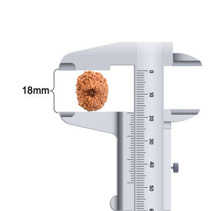 13 Mukhi Indonesian Rudraksha – Original Terah Mukhi Bead for Attraction & Success