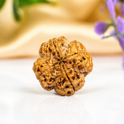 4 Mukhi Nepali Rudraksha 26mm – Original Chaar Mukhi Bead for Intelligence & Creativity