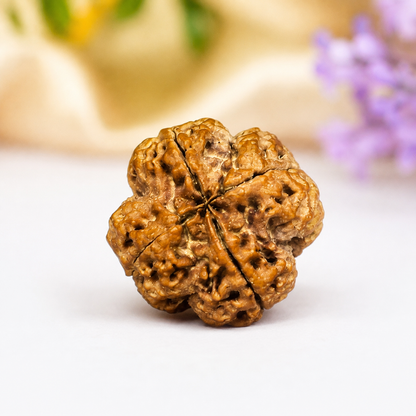 4 Mukhi Nepali Rudraksha 26mm – Original Chaar Mukhi Bead for Intelligence & Creativity