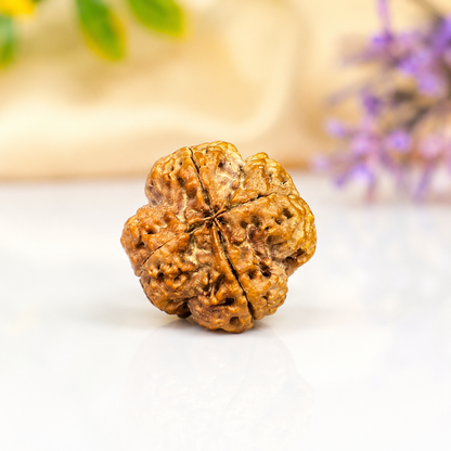 4 Mukhi Nepali Rudraksha 22mm – Original Chaar Mukhi Bead for Intelligence & Creativity