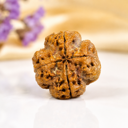 4 Mukhi Nepali Rudraksha 26mm – Original Chaar Mukhi Bead for Intelligence & Creativity