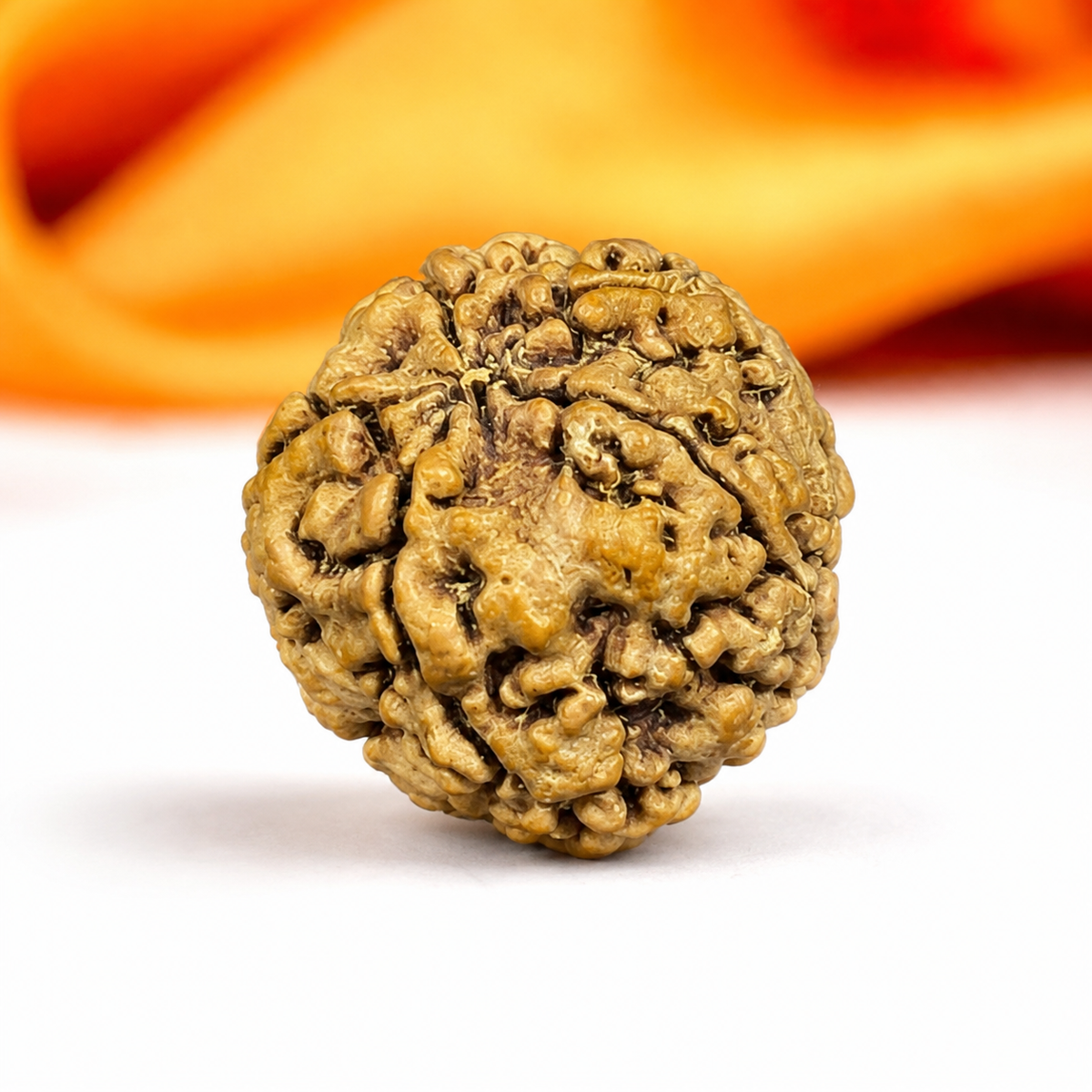 5 Mukhi Nepali Rudraksha 22mm – Original Panch Mukhi Bead for Peace & Protection