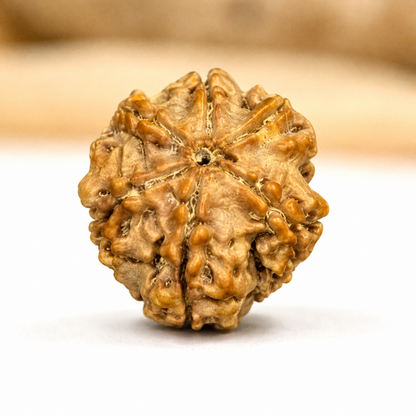 6 Mukhi Nepali Rudraksha 18mm – Original Chhe Mukhi Bead for Focus & Confidence