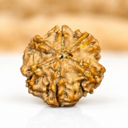 6 Mukhi Nepali Rudraksha 18mm – Original Chhe Mukhi Bead for Focus & Confidence