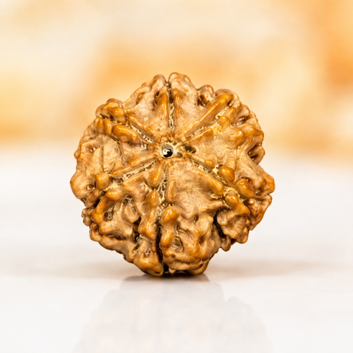 6 Mukhi Nepali Rudraksha 24mm – Original Chhe Mukhi Bead for Focus & Confidence
