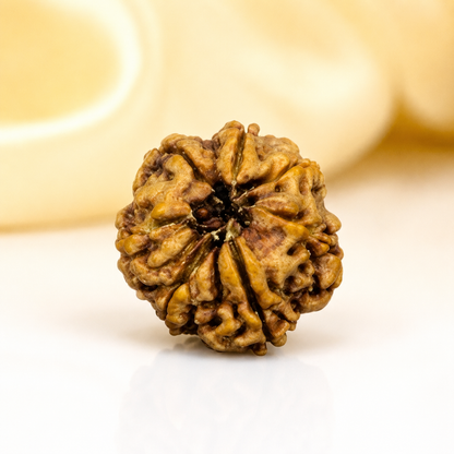 7 Mukhi Nepali Rudraksha 28mm – Original 7 Mukhi Bead for Wealth & Prosperity